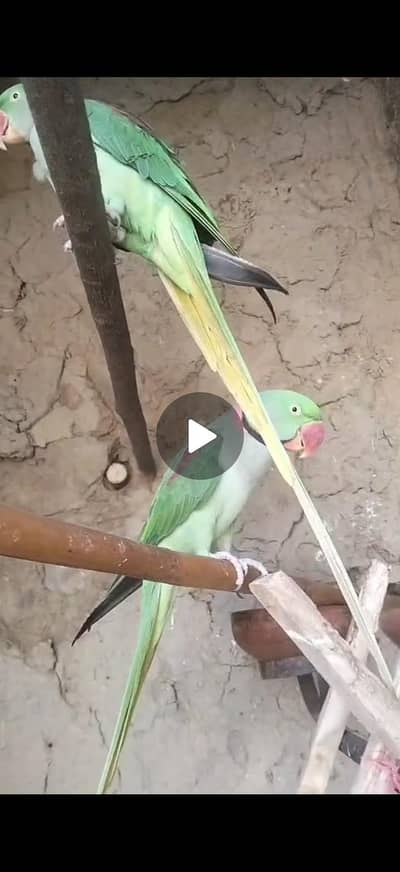 RAW PARROTS PAIR