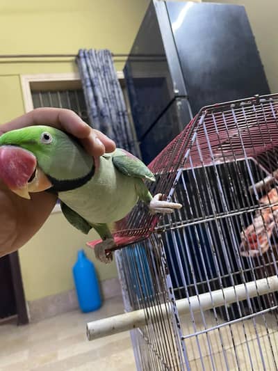 raw parrot Alexander pahari