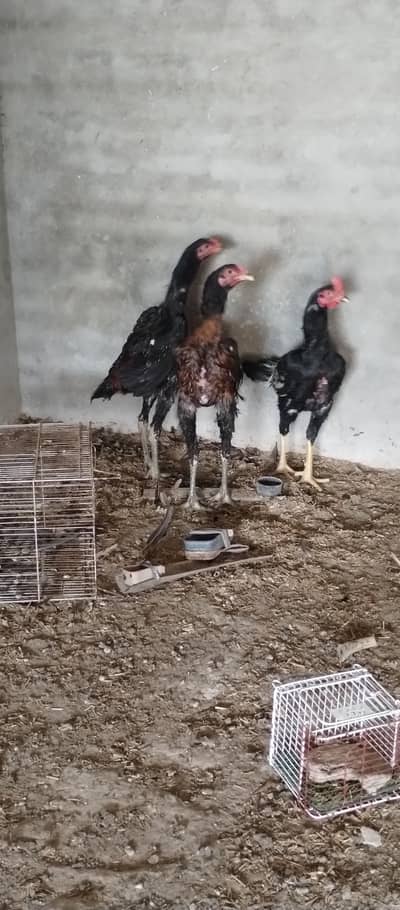 black dragon black kaqua aur Shamu pathay