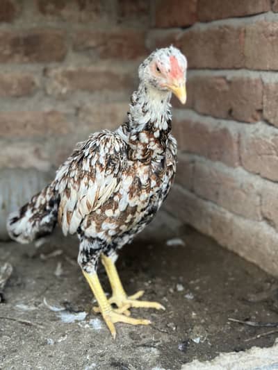 3 mianwali aseel blood line maadi for sale