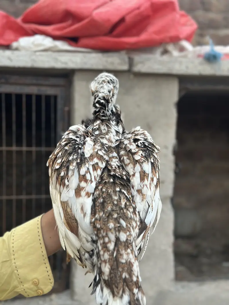 3 mianwali aseel blood line maadi for sale — photo 3