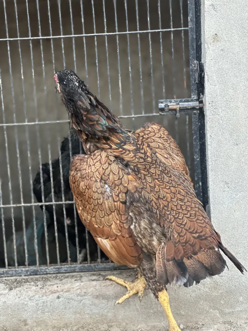 3 mianwali aseel blood line maadi for sale — photo 6