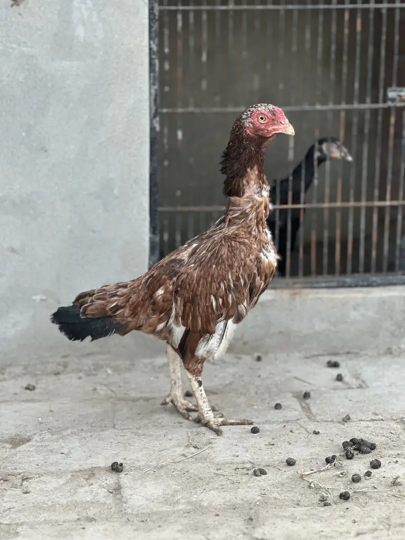3 mianwali aseel blood line maadi for sale — photo 8