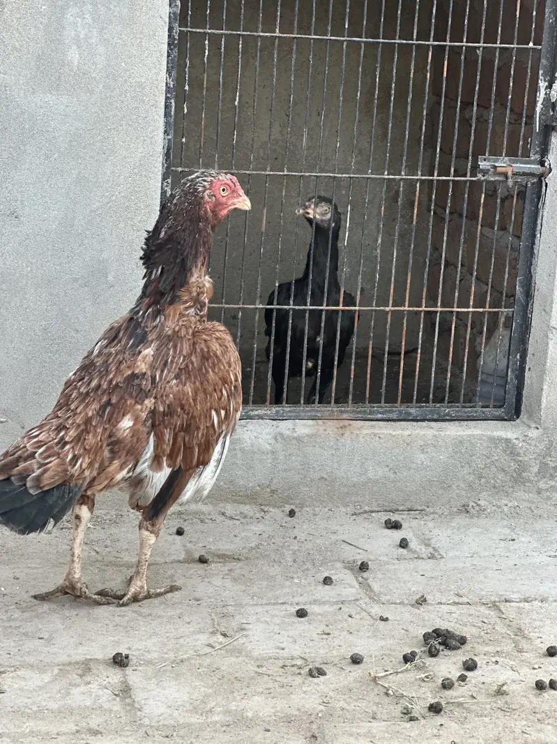 3 mianwali aseel blood line maadi for sale — photo 9