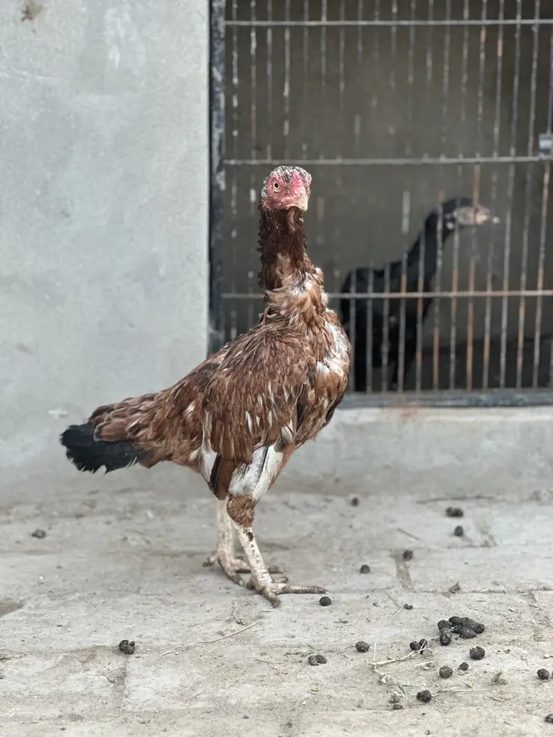 3 mianwali aseel blood line maadi for sale — photo 10