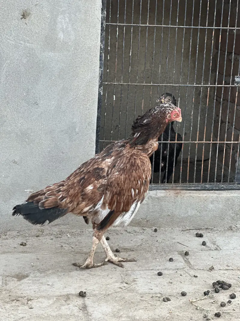 3 mianwali aseel blood line maadi for sale — photo 11