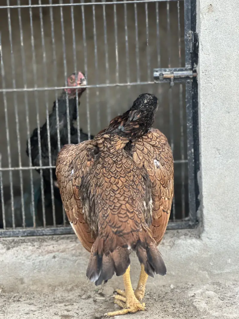 3 mianwali aseel blood line maadi for sale — photo 12