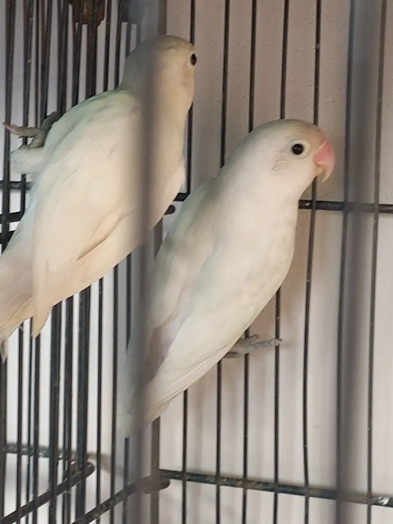 Albino for sale — photo 2