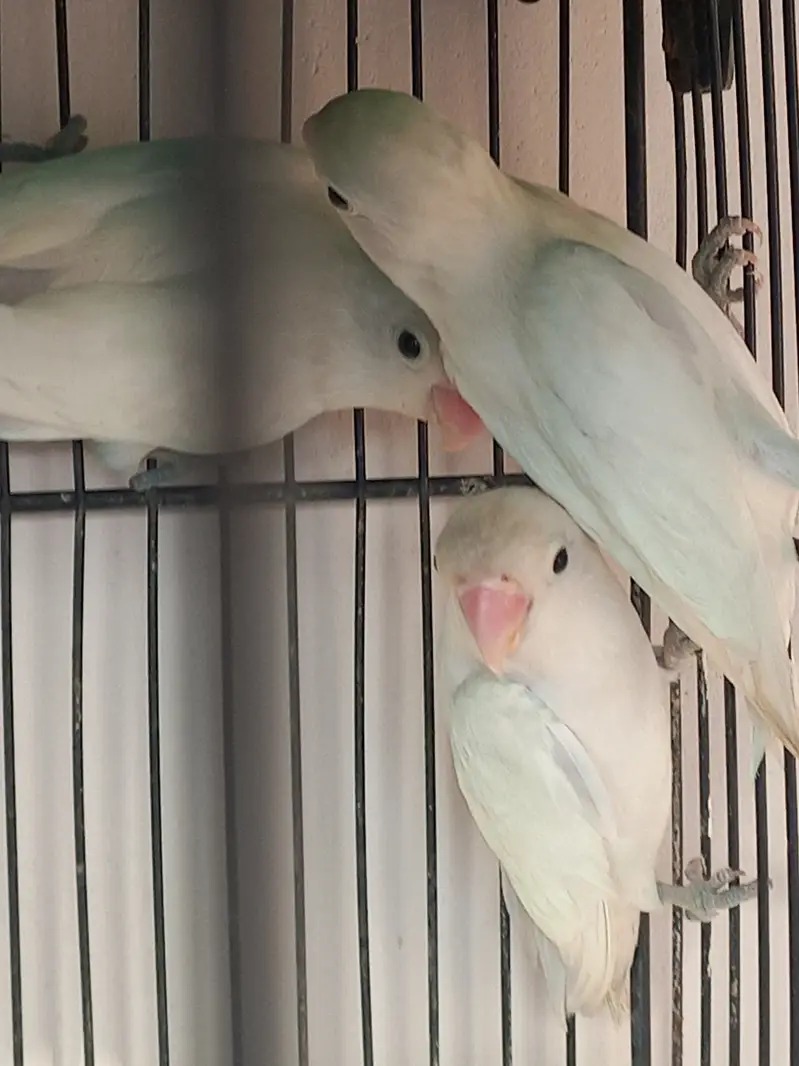 Albino for sale — photo 3
