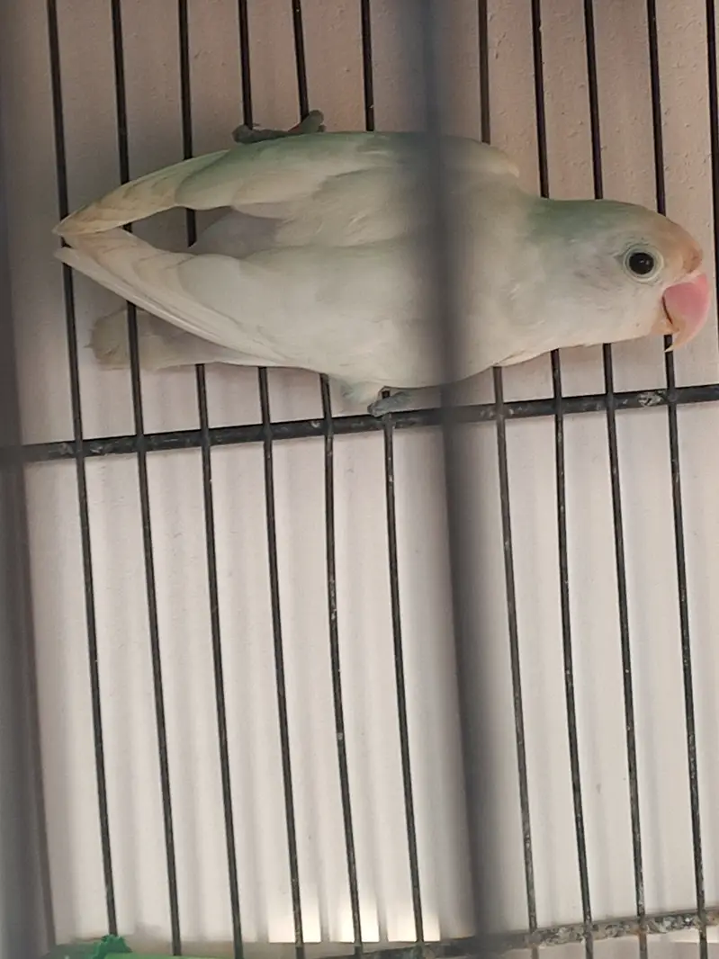 Albino for sale — photo 4
