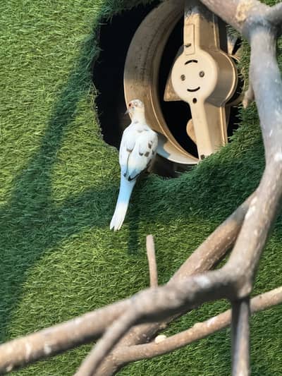 Dove breeder pair.  Pied dove and khumra red eye