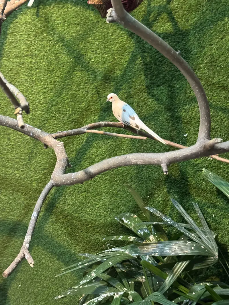 Dove breeder pair.  Pied dove and khumra red eye — photo 2