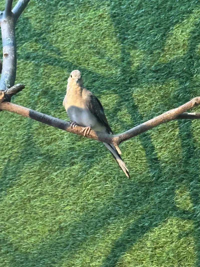 Dove breeder pair.  Pied dove and khumra red eye — photo 3