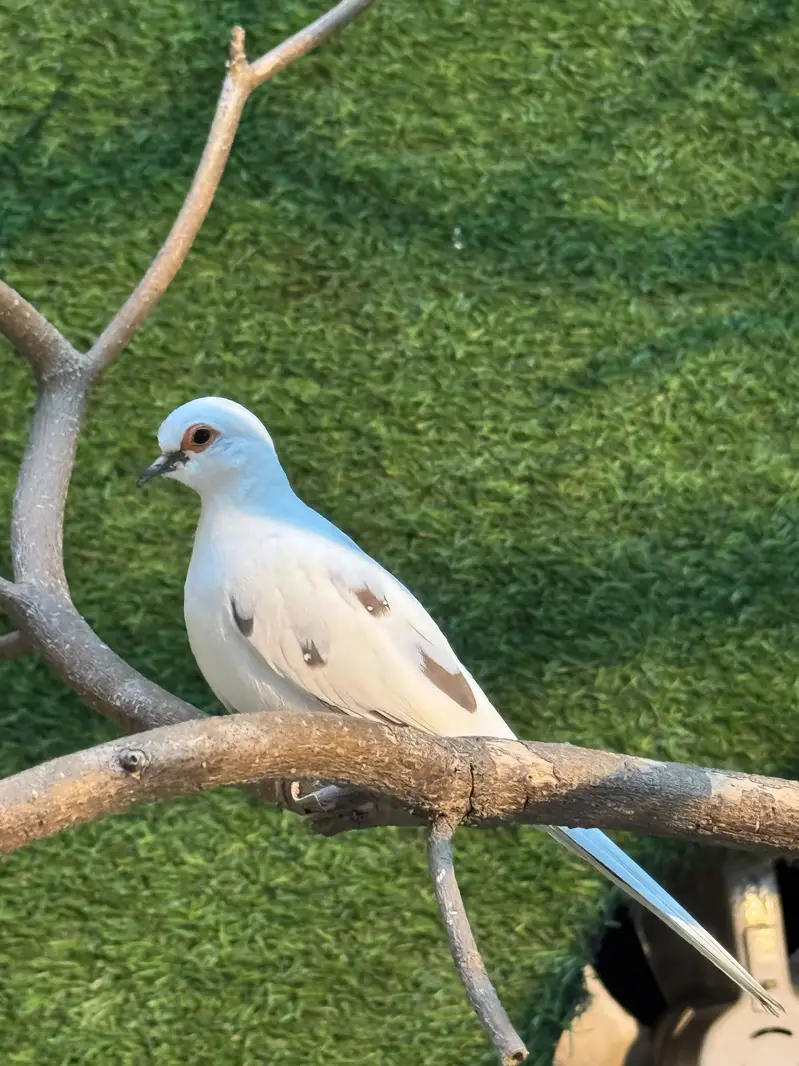 Dove breeder pair.  Pied dove and khumra red eye — photo 4