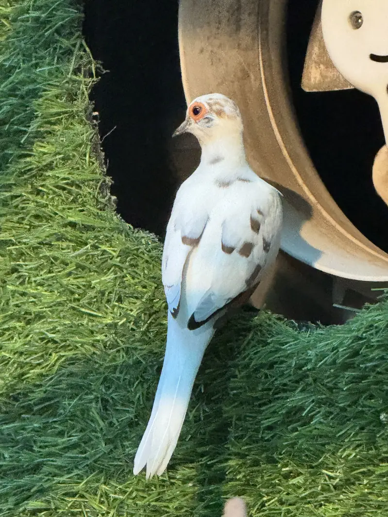 Dove breeder pair.  Pied dove and khumra red eye — photo 5