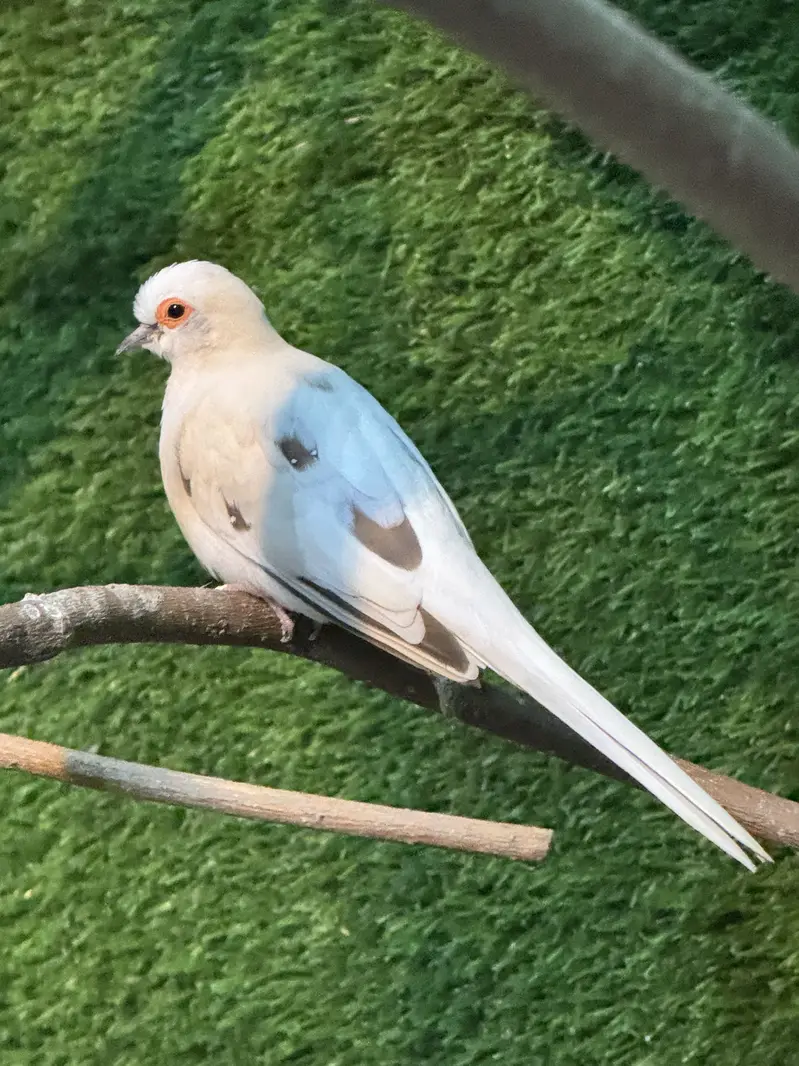 Dove breeder pair.  Pied dove and khumra red eye — photo 6
