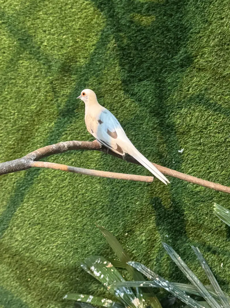 Dove breeder pair.  Pied dove and khumra red eye — photo 7