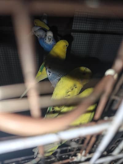 AUSTRALIAN BIRDS 5 PAIR FULL HEALTHY AND ACTIVE 1 SINGAL