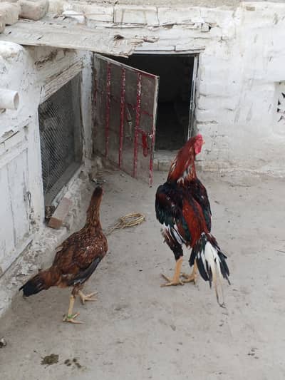 lakha male and female