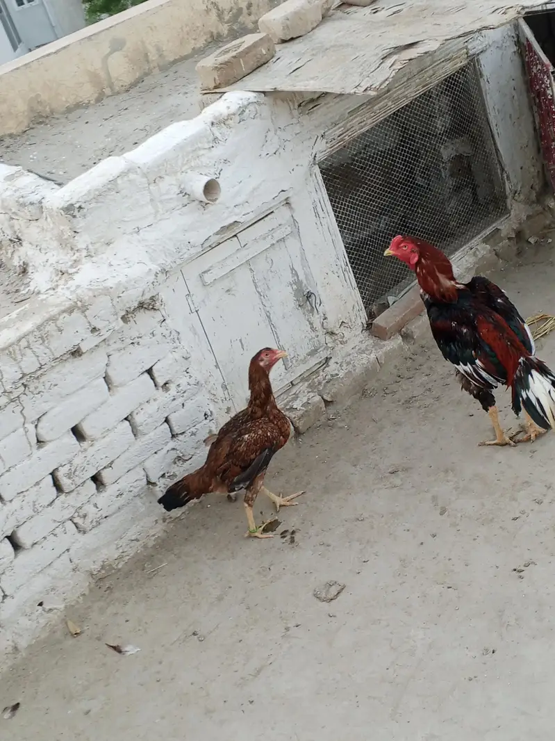 lakha male and female — photo 2