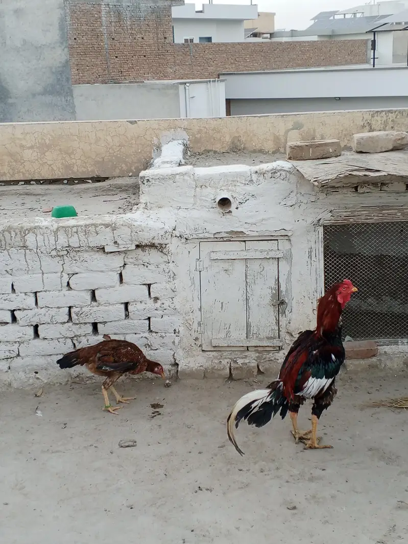 lakha male and female — photo 3