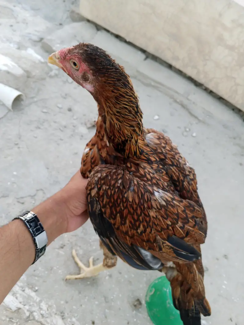 lakha male and female — photo 5