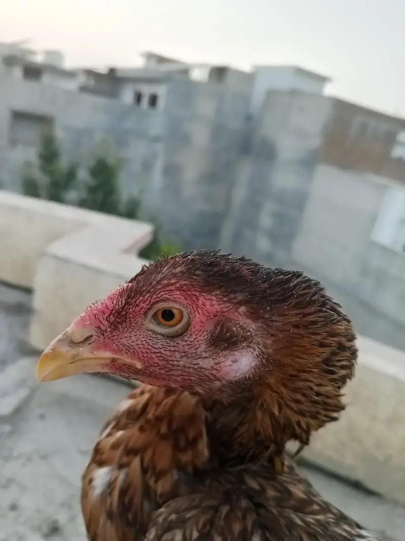 lakha male and female — photo 6