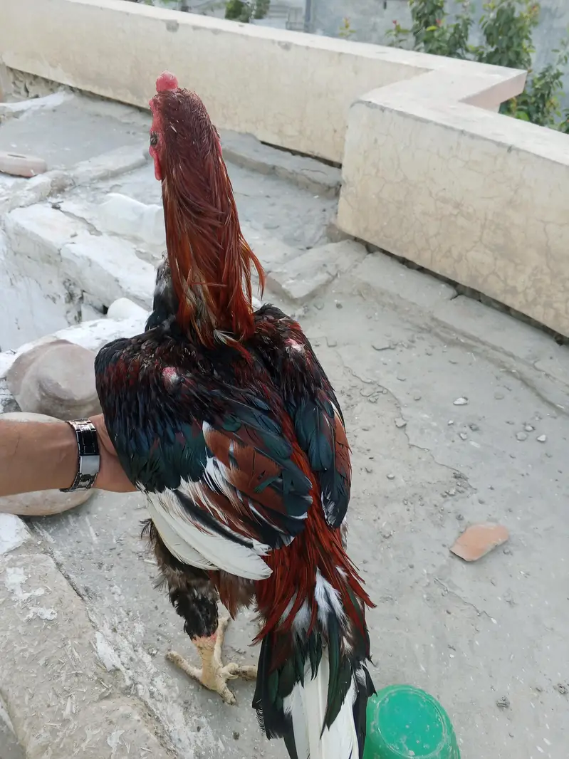 lakha male and female — photo 7