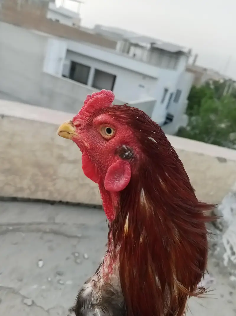 lakha male and female — photo 10