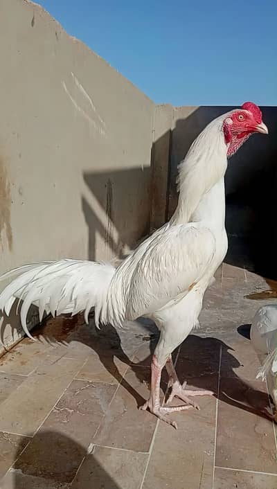 Pure Heera Breed Murgha & Murghi Jora | Paper White Color| Top Quality