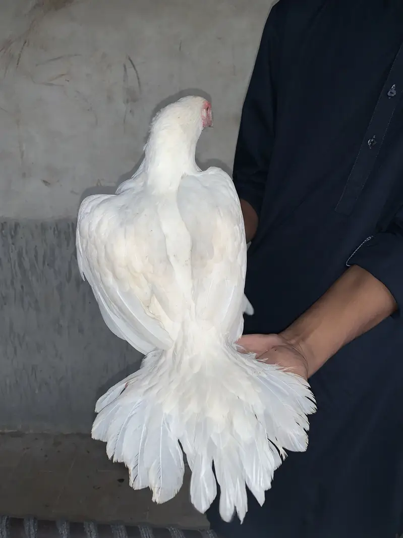 Pure Heera Breed Murgha & Murghi Jora | Paper White Color| Top Quality — photo 2
