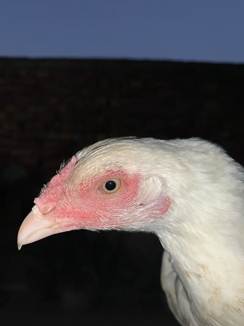 Pure Heera Breed Murgha & Murghi Jora | Paper White Color| Top Quality — photo 3