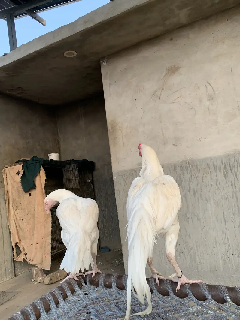 Pure Heera Breed Murgha & Murghi Jora | Paper White Color| Top Quality — photo 4