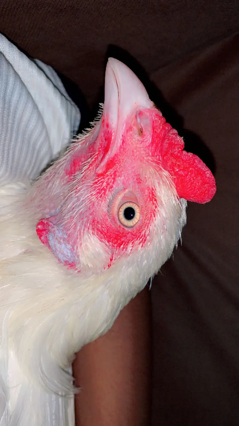 Pure Heera Breed Murgha & Murghi Jora | Paper White Color| Top Quality — photo 5