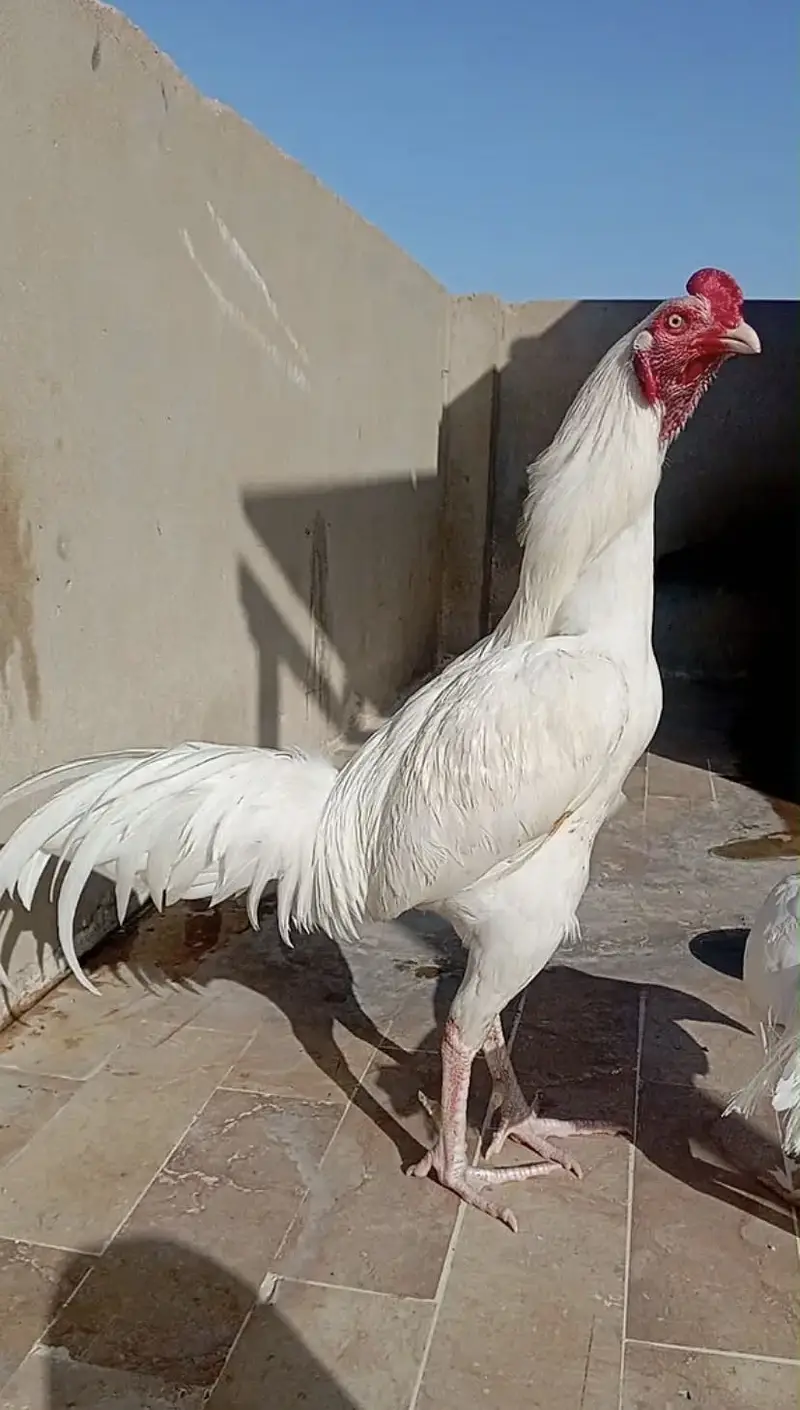 Pure Heera Breed Murgha & Murghi Jora | Paper White Color| Top Quality — photo 6