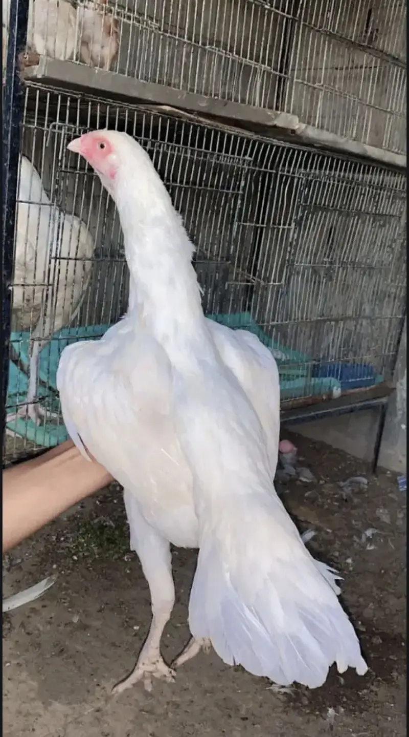 Pure Heera Breed Murgha & Murghi Jora | Paper White Color| Top Quality — photo 7