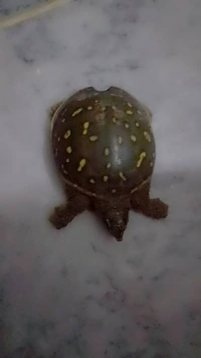 Butifful turtle