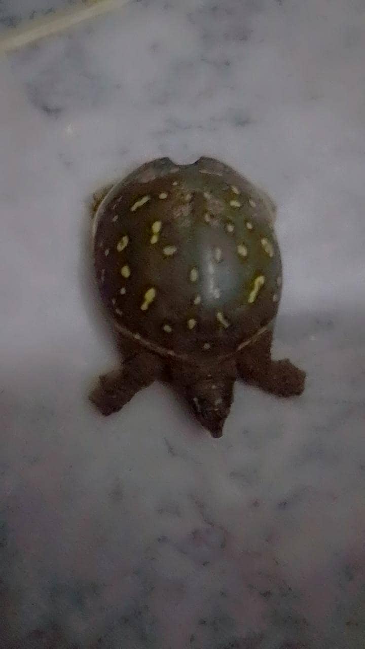 Butifful turtle 0