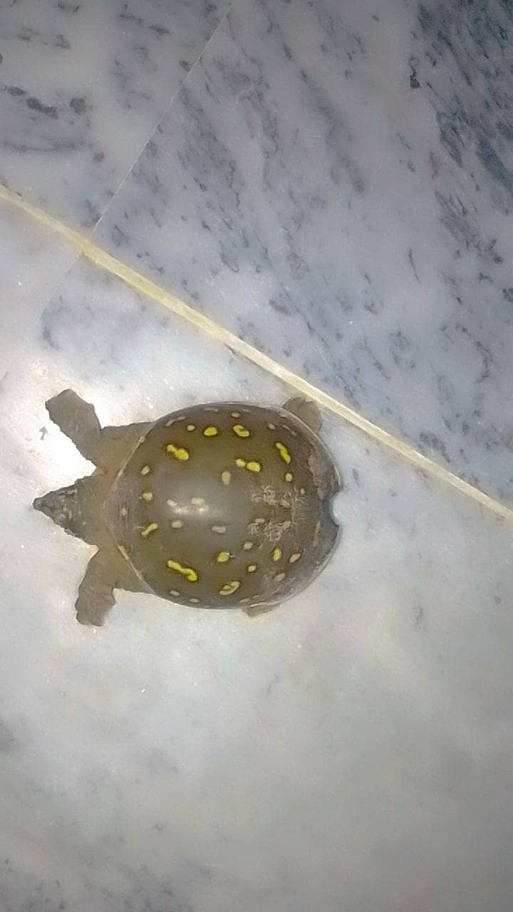 Butifful turtle 1