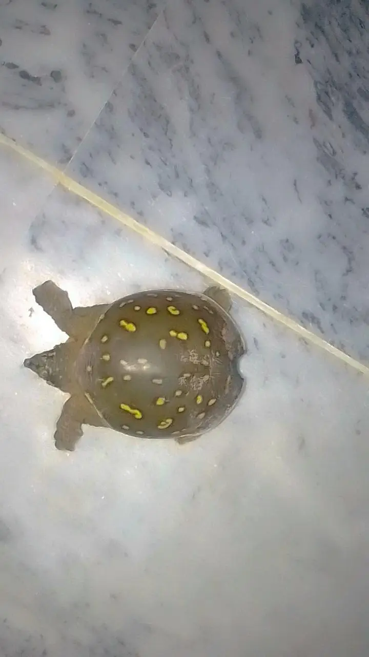 Butifful turtle — photo 2