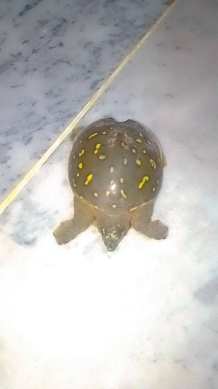 Butifful turtle 2