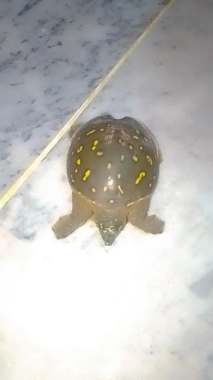 Butifful turtle — photo 3