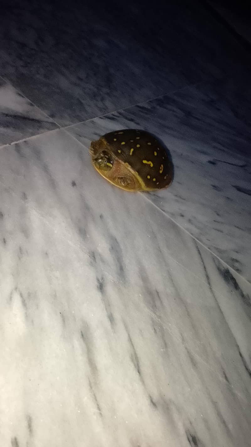 Butifful turtle 3