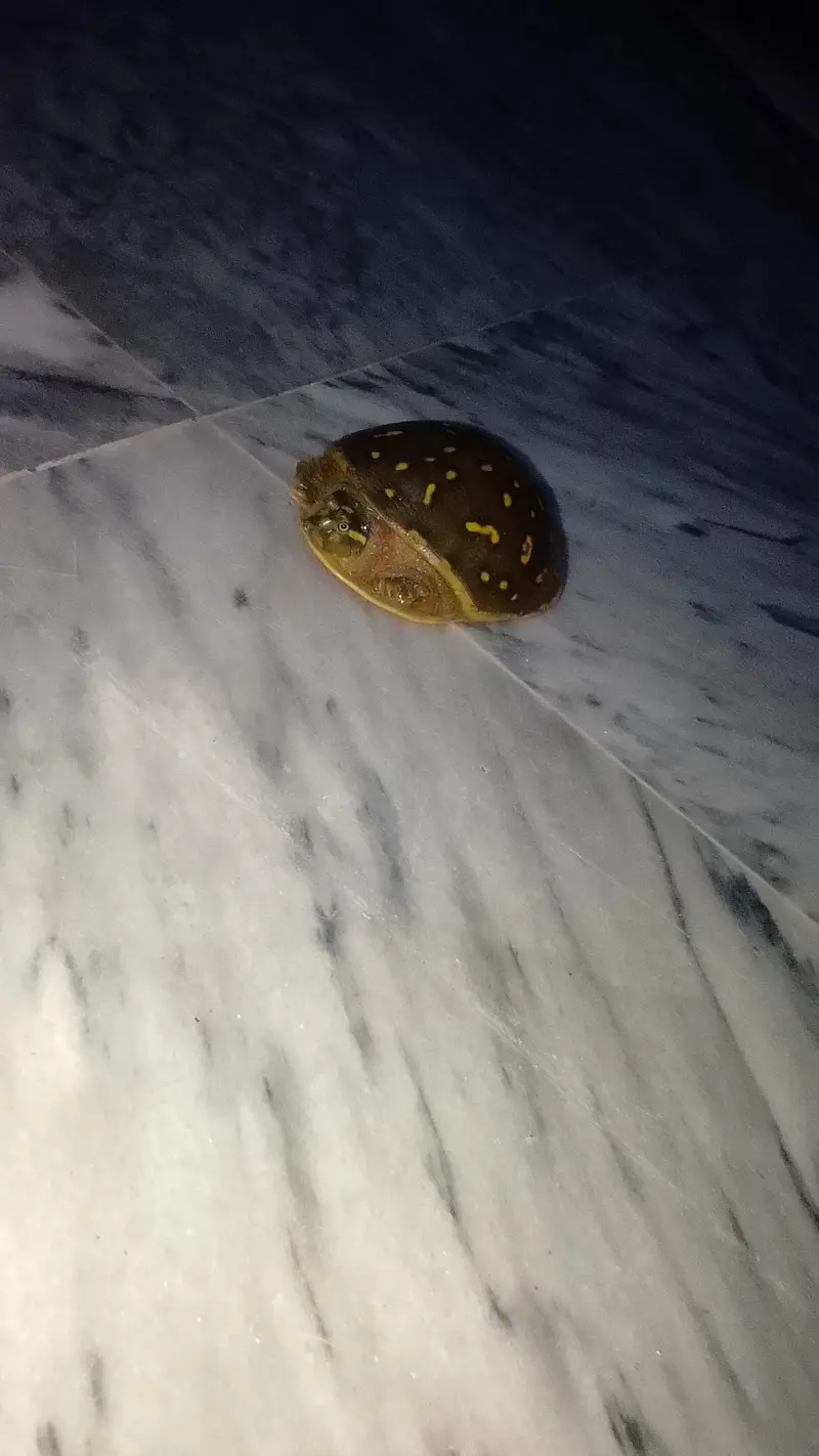 Butifful turtle — photo 4