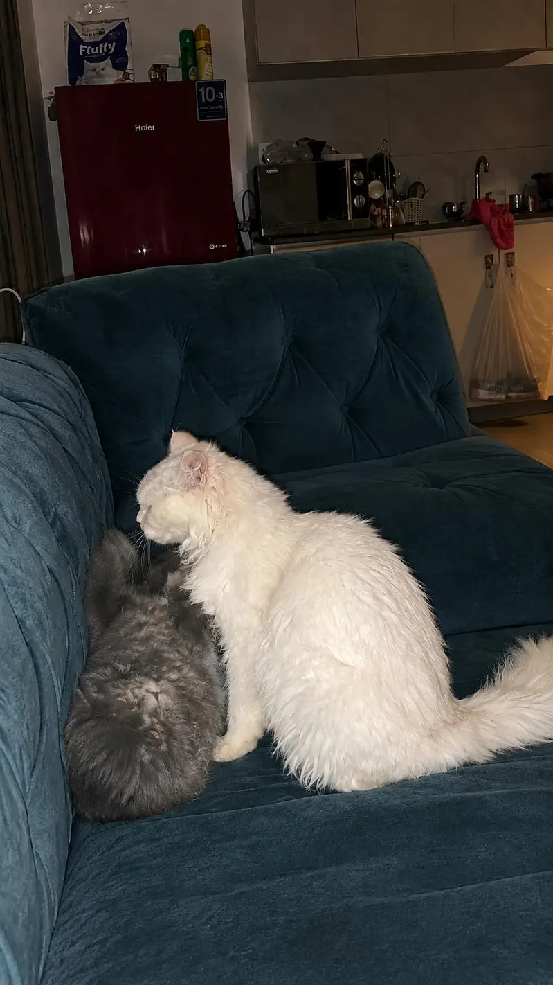Male female pair up age 6 months — photo 2