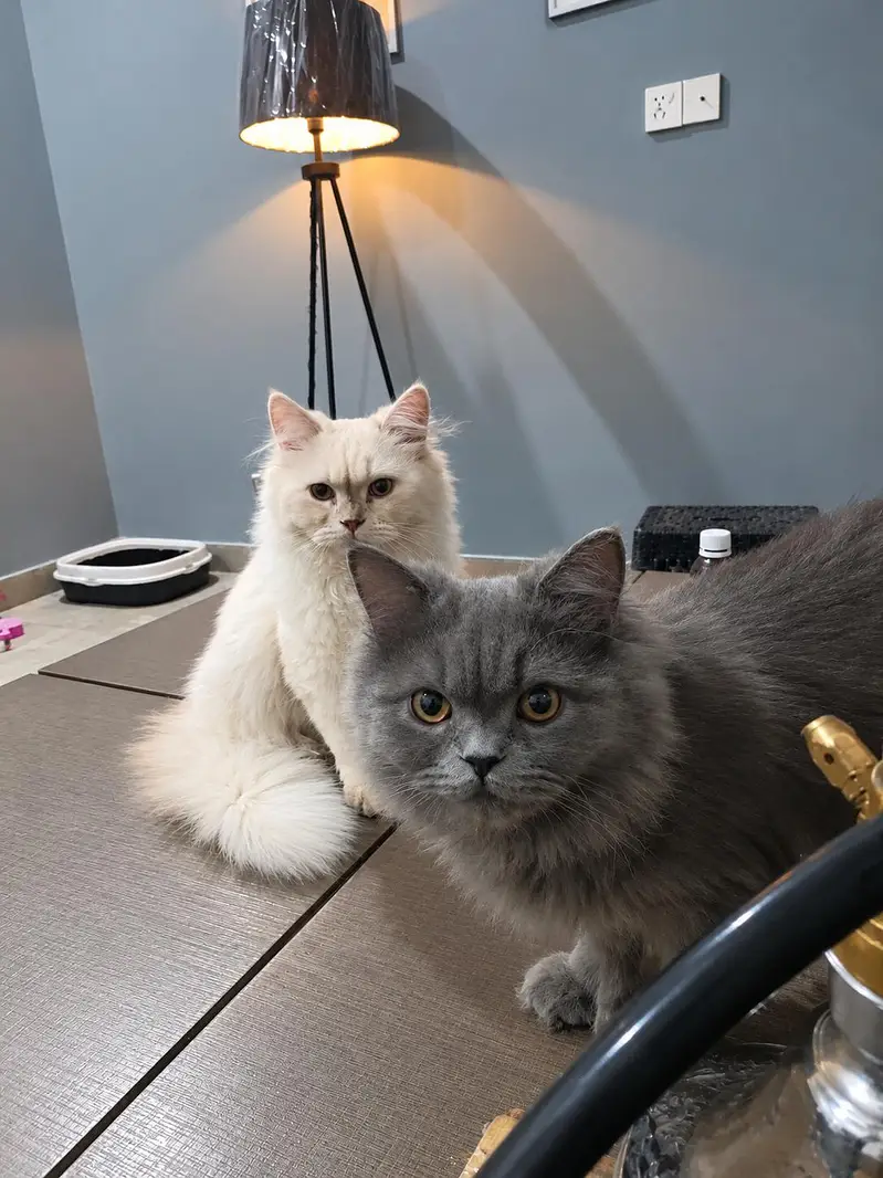 Male female pair up age 6 months — photo 4