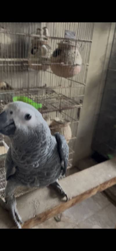 Self African gray for sale