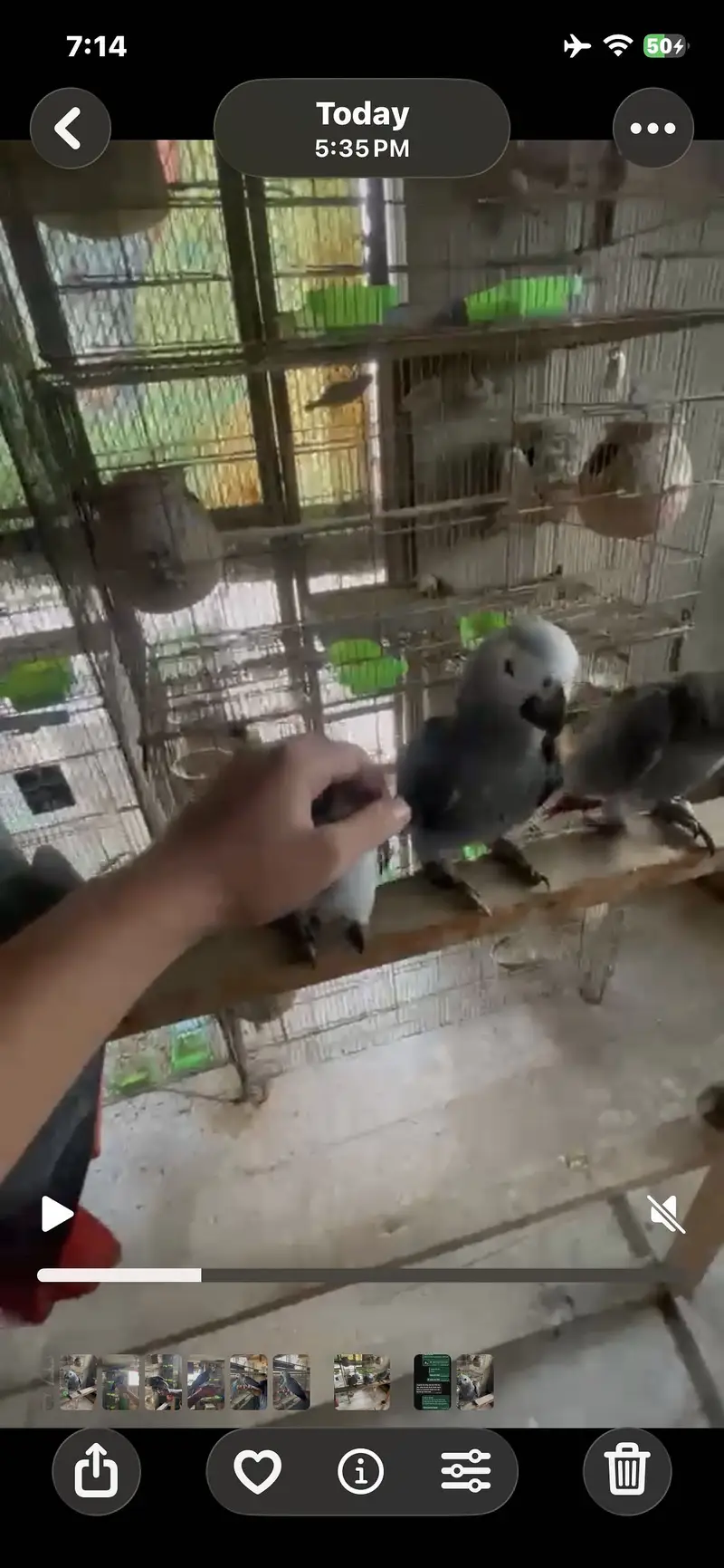 Self African gray for sale — photo 2
