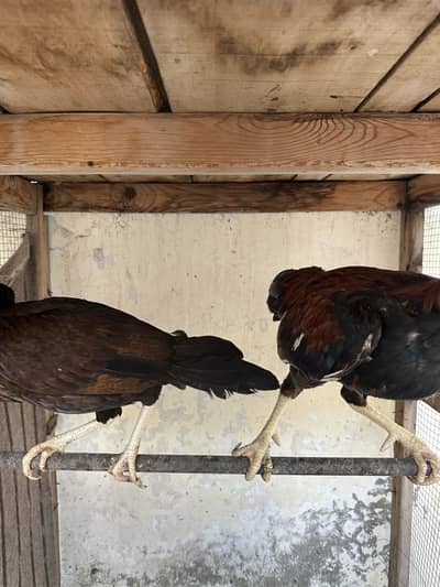 Mianwali pair available for sale