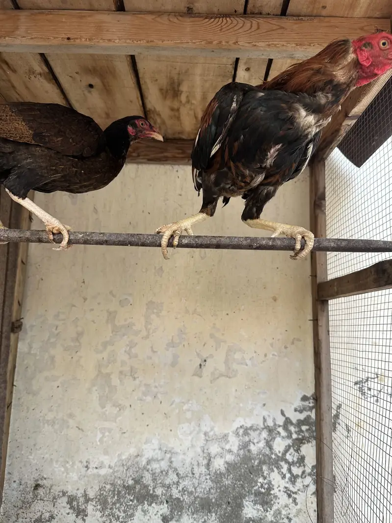 Mianwali pair available for sale — photo 2